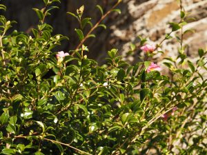 Camellia sasanqua