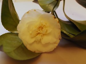 Camellia japonica ‘Sode-Gashuki’