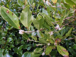 Magnolia stellata