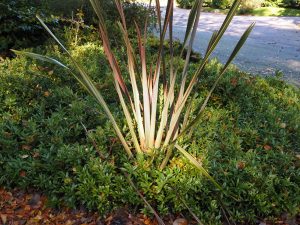 Phormium ‘Rainbow Maiden’