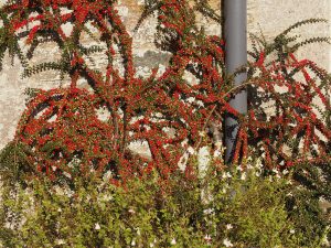 Salvia ‘Hot Lips’ and Cotoneaster horizontalis