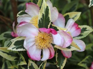 Camellia sasanqua ‘Variegata’