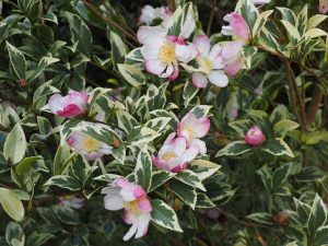 Camellia sasanqua ‘Variegata’