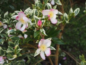 Camellia sasanqua ‘Variegata’