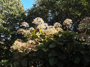 Hydrangea aspera ‘Robusta’