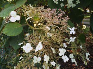 Hydrangea aspera ‘Robusta’