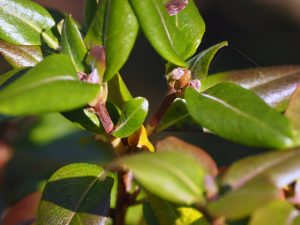 Rhododendron mucronulatum