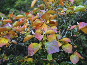 Rhododendron weyrichii