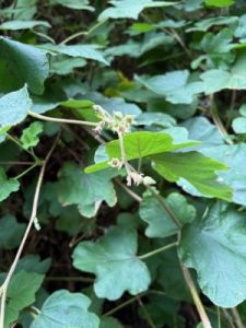 Rubus setchuenensis