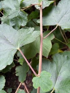 Rubus setchuenensis