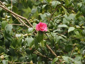 Camellia x williamsii ‘George Blandford’