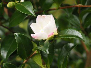Camellia sasanqua ‘Versicolor’