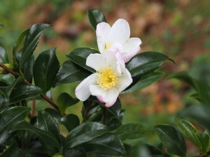 Camellia sasanqua ‘Versicolor’