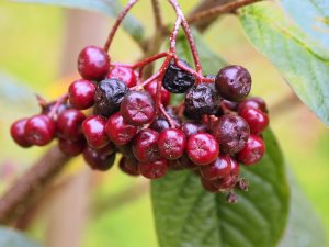 Cotoneaster cordifolius ‘Ogisui’ 93330