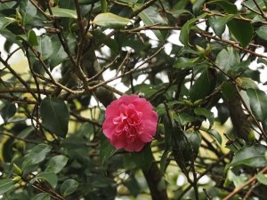 Camellia x williamsii ‘George Blandford’
