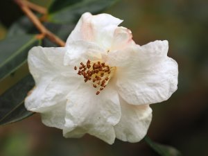 Camellia ‘Cornish Snow Michael’