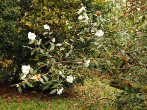 Camellia ‘Cornish Snow Michael’