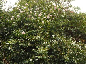 Camellia sasanqua ‘Paradise Petite’ and Camellia sasanqua ‘Snow Flurry’