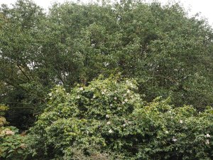 Camellia ‘J.C.W’ and the 70 year old Magnolia dawsoniana