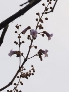 Paulownia tomentosa ‘Lilacina’