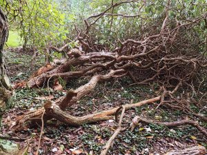 Rhododendron decorum