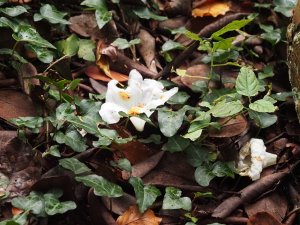 Rhododendron decorum