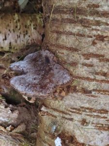 Bracket fungi