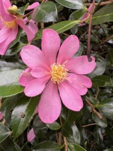 Camellia sasanqua