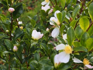 Camellia sasanqua ‘Versicolor’