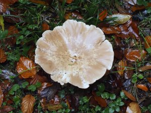 Large fungi