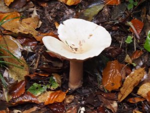Large fungi