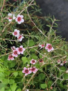 Leptospermum scoparium ‘Pink Cascade’