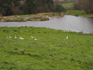 Swans, gull and cormorants shelter