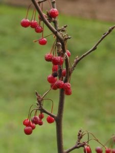 Malus baccata