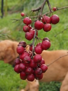 Malus x robusta ‘Red Sentinel’