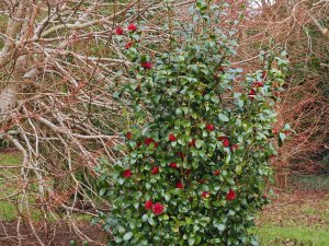 Tilia cordata ‘Winter Orange’ and Camellia japonica ‘Takanini’