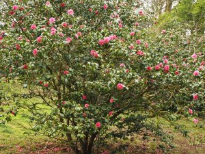 Camellia x williamsii ‘George Blandford’