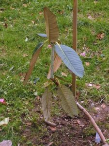 Leaves snapped off a newly planted rhododendron