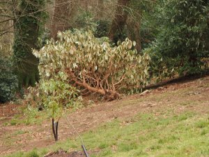 ‘Blood Red’ Rhododendron arboreums