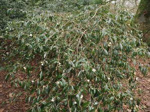 Camellia cuspidata
