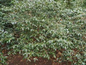 Camellia cuspidata