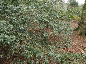 Camellia cuspidata