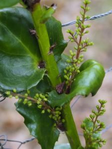 Griselinia scandens