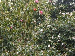 Camellia reticulata ‘Mary Williams’ and Camellia ‘Cornish Snow'