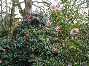 Camellia sasanqua ‘Sugar Dream’ and Camellia japonica ‘Lady Clare’