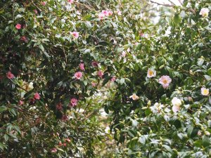 Camellia x williamsii ‘Beatrice Michael’ and Camellia saluenensis