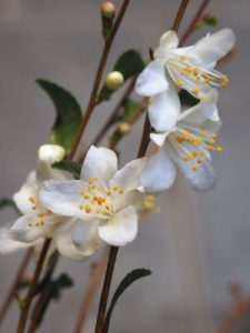 Camellia costei