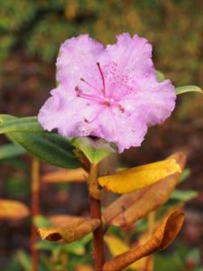 Rhododendron flavidum