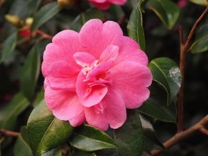 Camellia x williamsii ‘George Blandford’