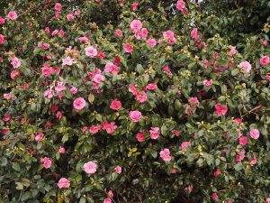 Camellia x williamsii ‘George Blandford’